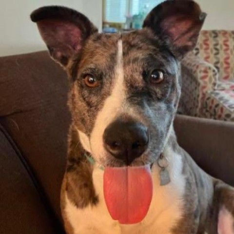 Willow, an adoptable Catahoula Leopard Dog in Rockville, MD_image-2