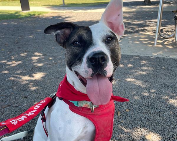 ROO, an adoptable American Staffordshire Terrier, Mixed Breed in Raleigh, NC, 27603 | Photo Image 1