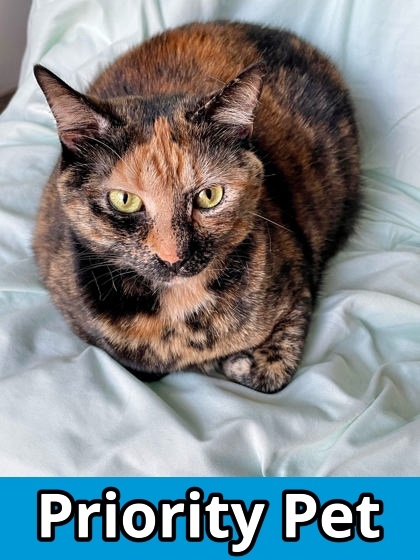 Penny `A PRIORITY PET`, an adoptable Domestic Short Hair in Columbia, SC, 29211 | Photo Image 1