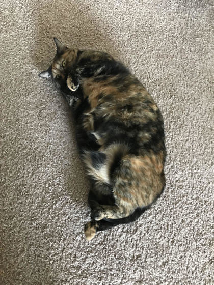 Penny `A PRIORITY PET` 2