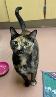 Penny `A PRIORITY PET`, an adoptable Domestic Short Hair in Columbia, SC, 29211 | Photo Image 3