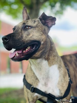 Peanut, Adult Female Pit Bull Terrier