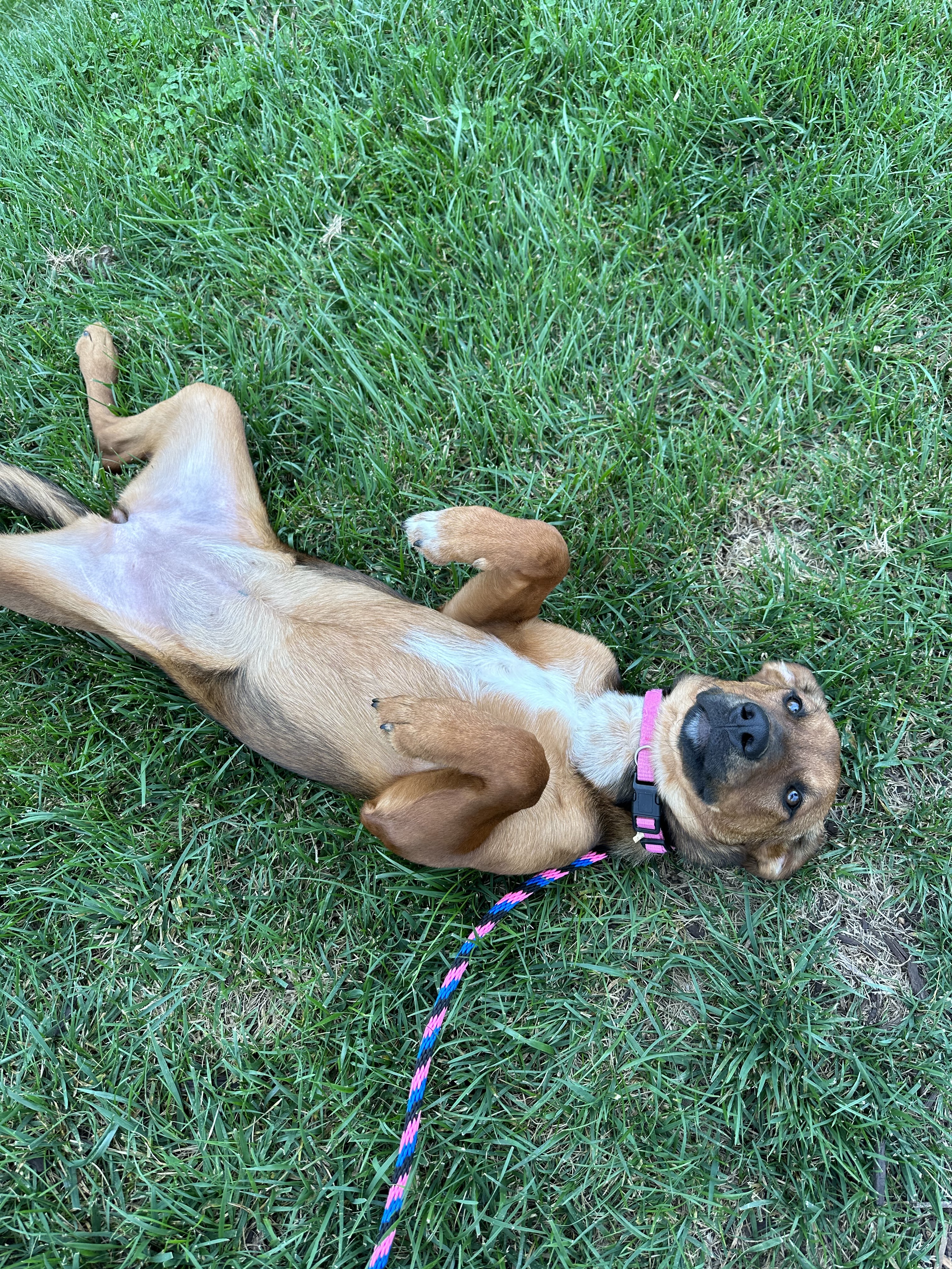 Thistle, an adoptable Terrier, Rhodesian Ridgeback in Goodlettsville, TN, 37070 | Photo Image 3
