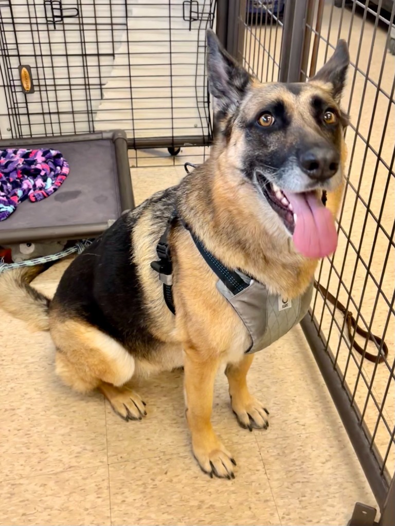 Amara, an adoptable German Shepherd Dog in Heber City, UT, 84032 | Photo Image 1