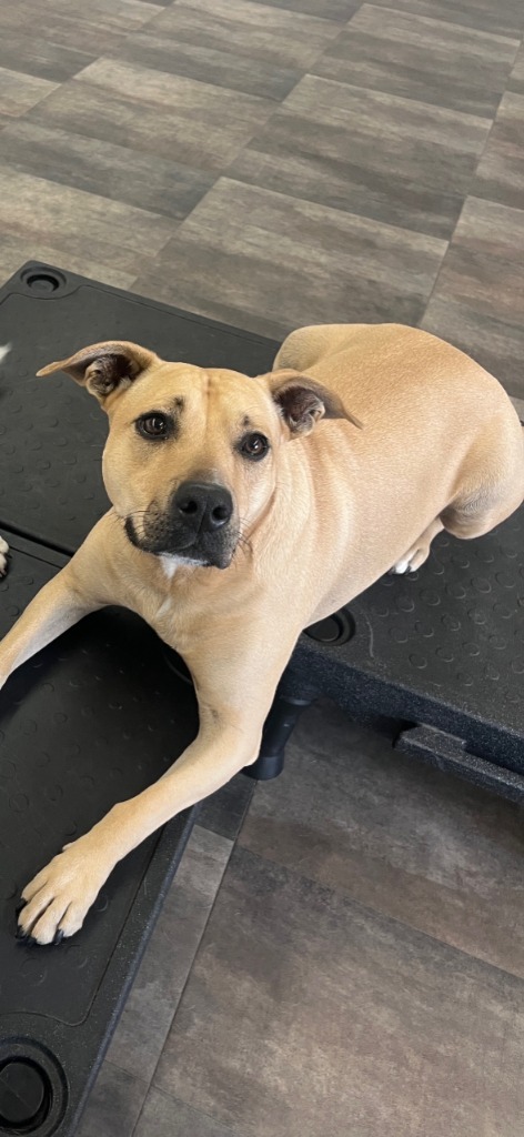 Portia (Sarah), an adoptable Pit Bull Terrier, Mixed Breed in Heber City, UT, 84032 | Photo Image 1