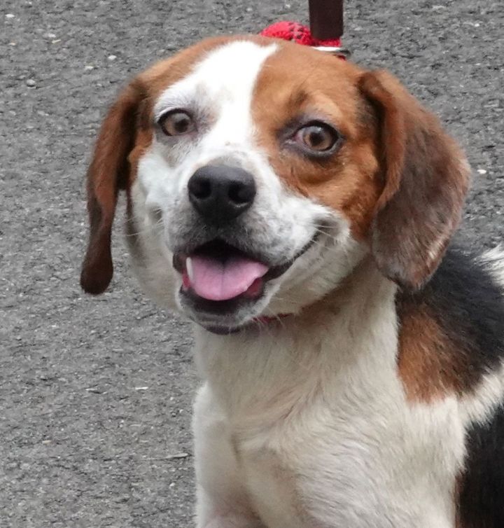 Charms- ADOPTED , an adopted Beagle in Millfield, OH_image-1