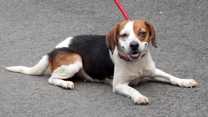 Charms- ADOPTED , an adopted Beagle in Millfield, OH_image-2
