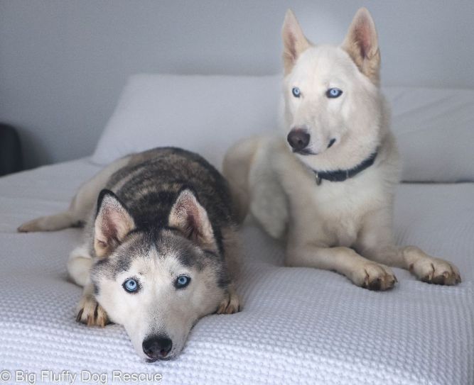 Thunder and Bolt