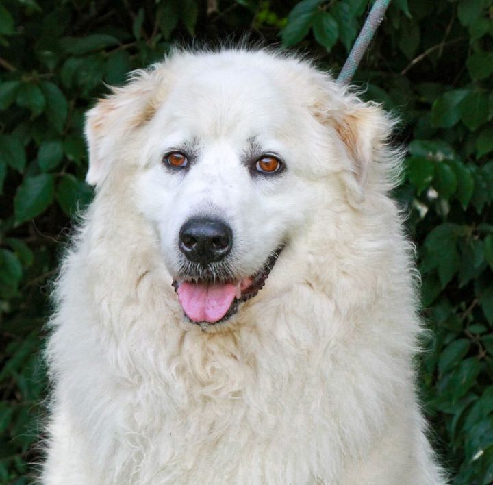 Ziva, an adoptable Great Pyrenees in Grove City, OH_image-3