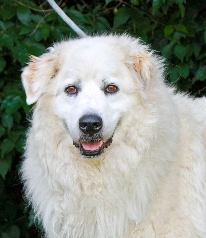 Ziva, an adoptable Great Pyrenees in Grove City, OH_image-4