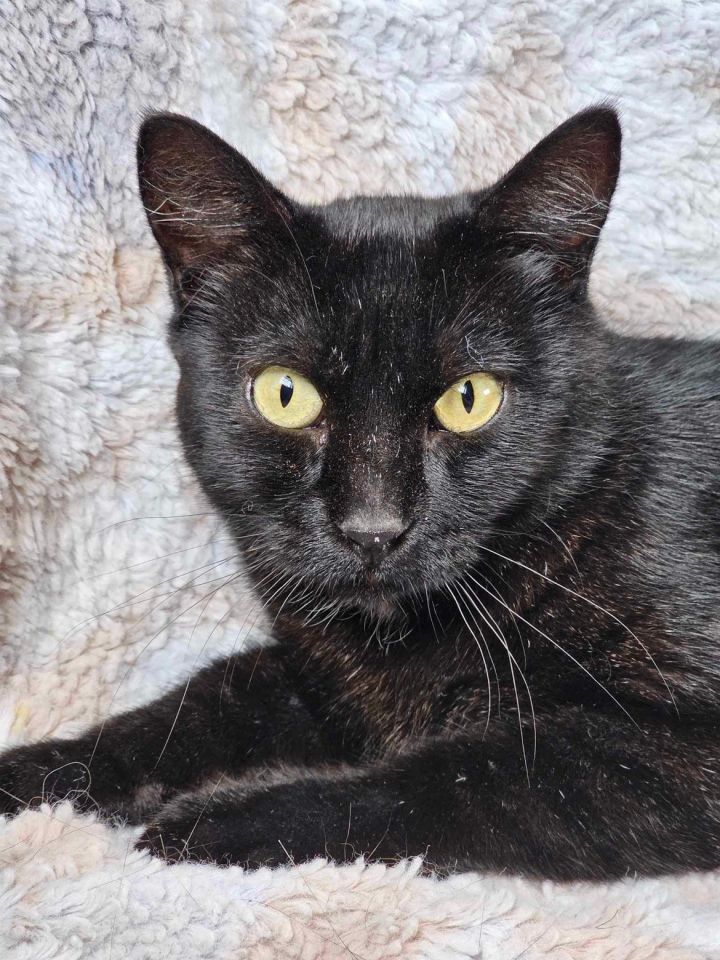 Willow, an adoptable Domestic Short Hair Mix in Mankato, MN_image-1