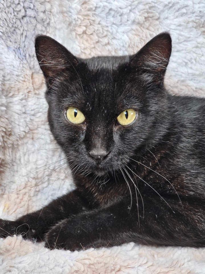 Willow, an adoptable Domestic Short Hair Mix in Mankato, MN_image-2