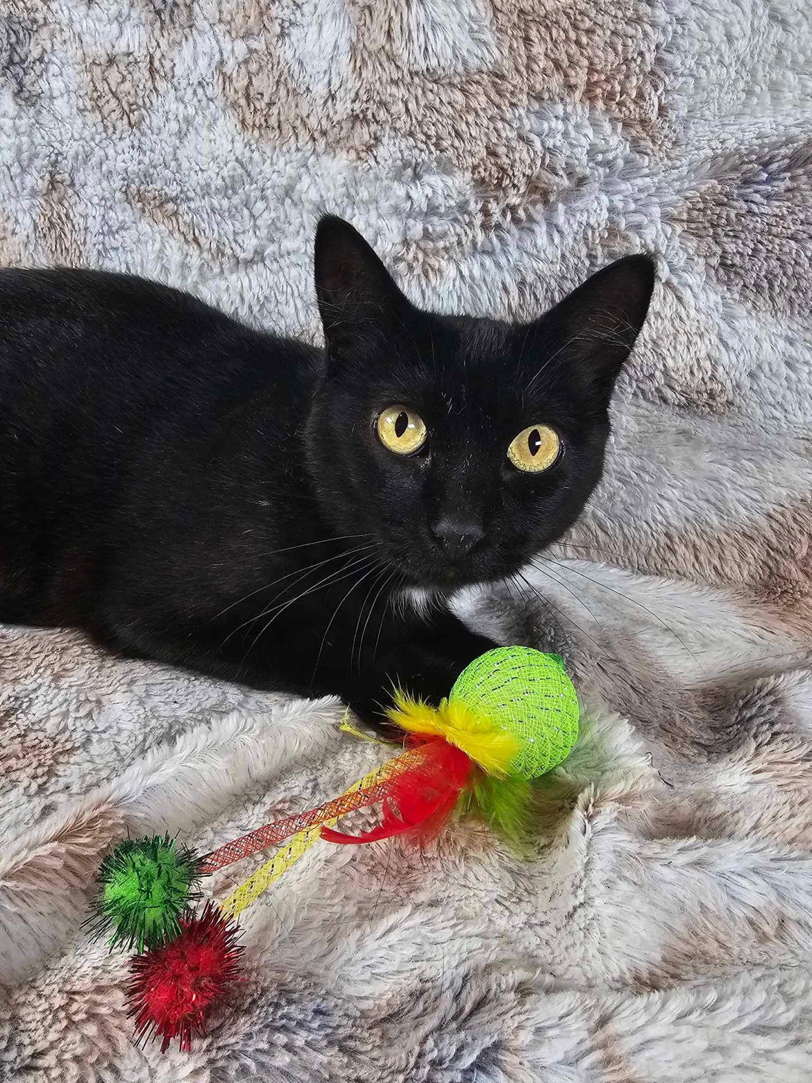 Willow, an adoptable Domestic Short Hair in Mankato, MN, 56001 | Photo Image 2