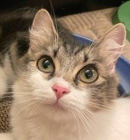 Rosella (bonded w/ Bud)