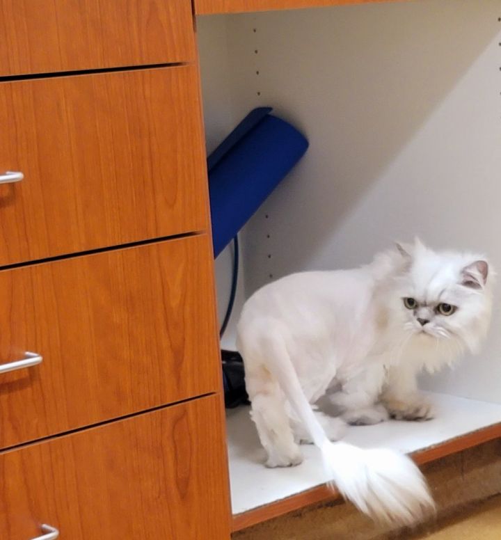 Clyde (Handsome Persian Cat!) 4