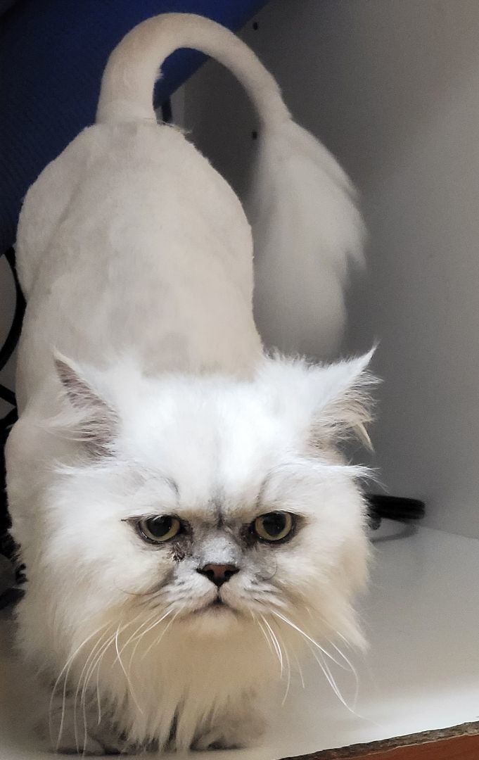 Clyde (Handsome Persian Cat!) 5