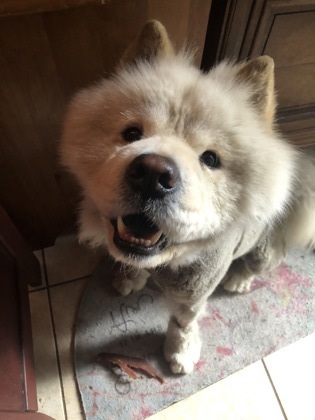 Chow chow mixed shop with shar pei