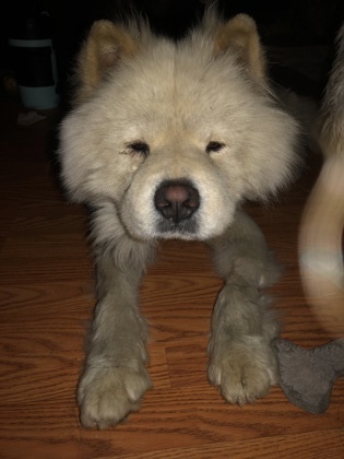 Chow Chow, an adoptable Shar-Pei Mix in Denver, CO_image-3