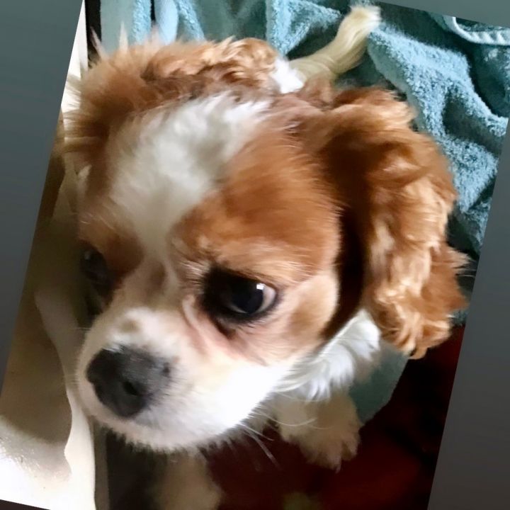 Laycee, an adopted Cavalier King Charles Spaniel in Rochester, NY_image-1