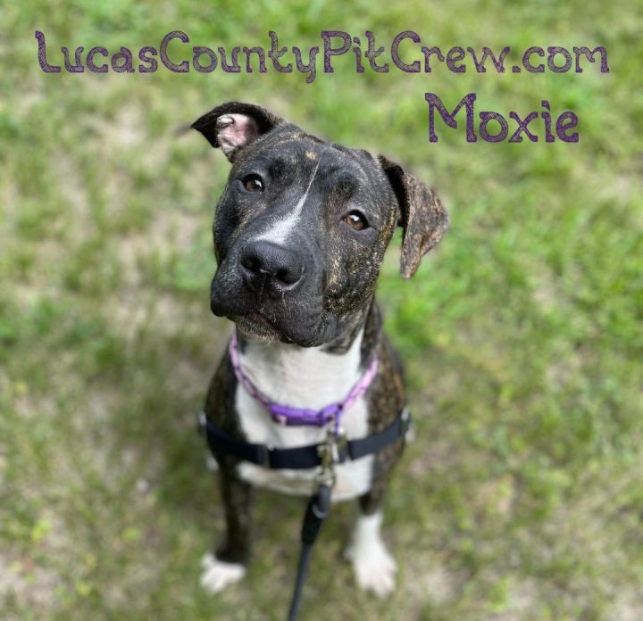 Moxie, an adoptable Pit Bull Terrier & American Staffordshire Terrier Mix in Toledo, OH_image-3