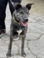 Fritzs, an adoptable Shepherd Mix in Palm Springs, CA_image-6