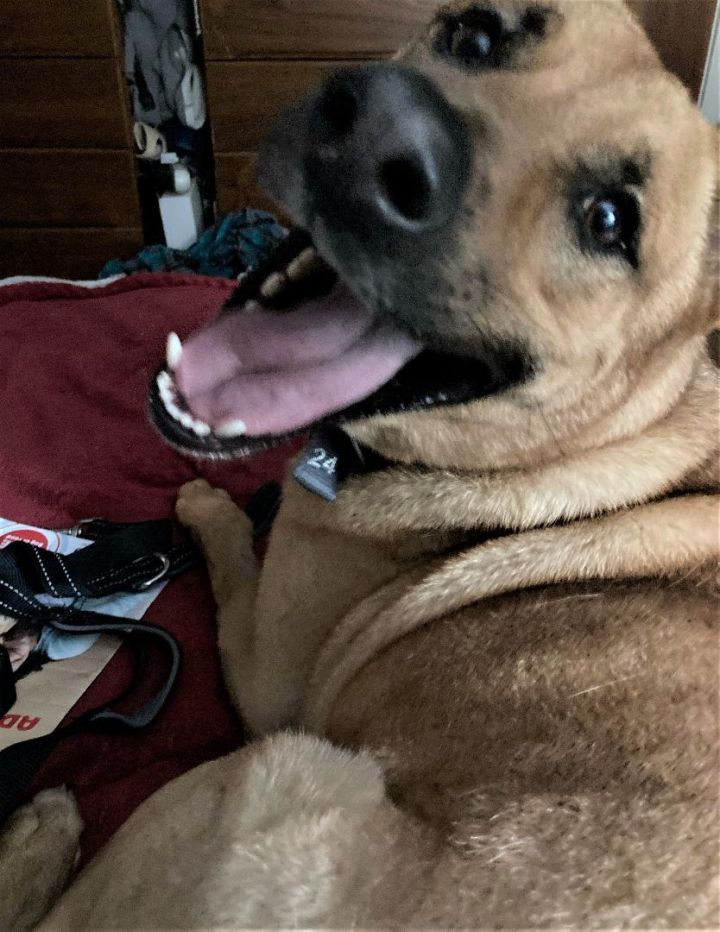 Beau, an adoptable German Shepherd Dog Mix in Dallas, TX_image-3