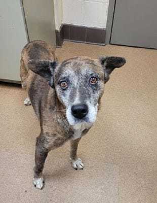 Frostty, an adoptable Shepherd Mix in Palm Springs, CA_image-2