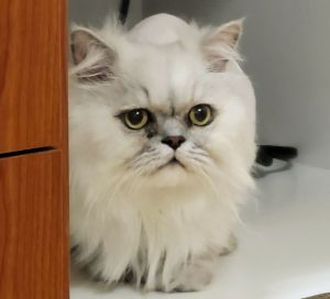 Clyde (Handsome Persian Cat!)