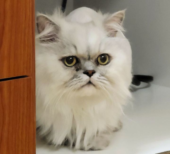Clyde (Handsome Persian Cat!) 1