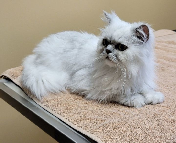 Clyde (Handsome Persian Cat!) 2