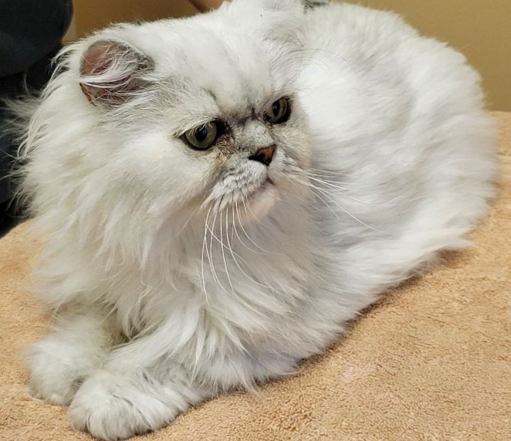 Clyde (Handsome Persian Cat!), an adoptable Persian in Las Vegas, NV_image-3