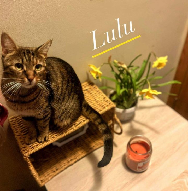 Lulu (mom of Colleen's kittens) 2