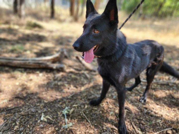 Selassie, an adoptable German Shepherd Dog Mix in Grants Pass, OR_image-2