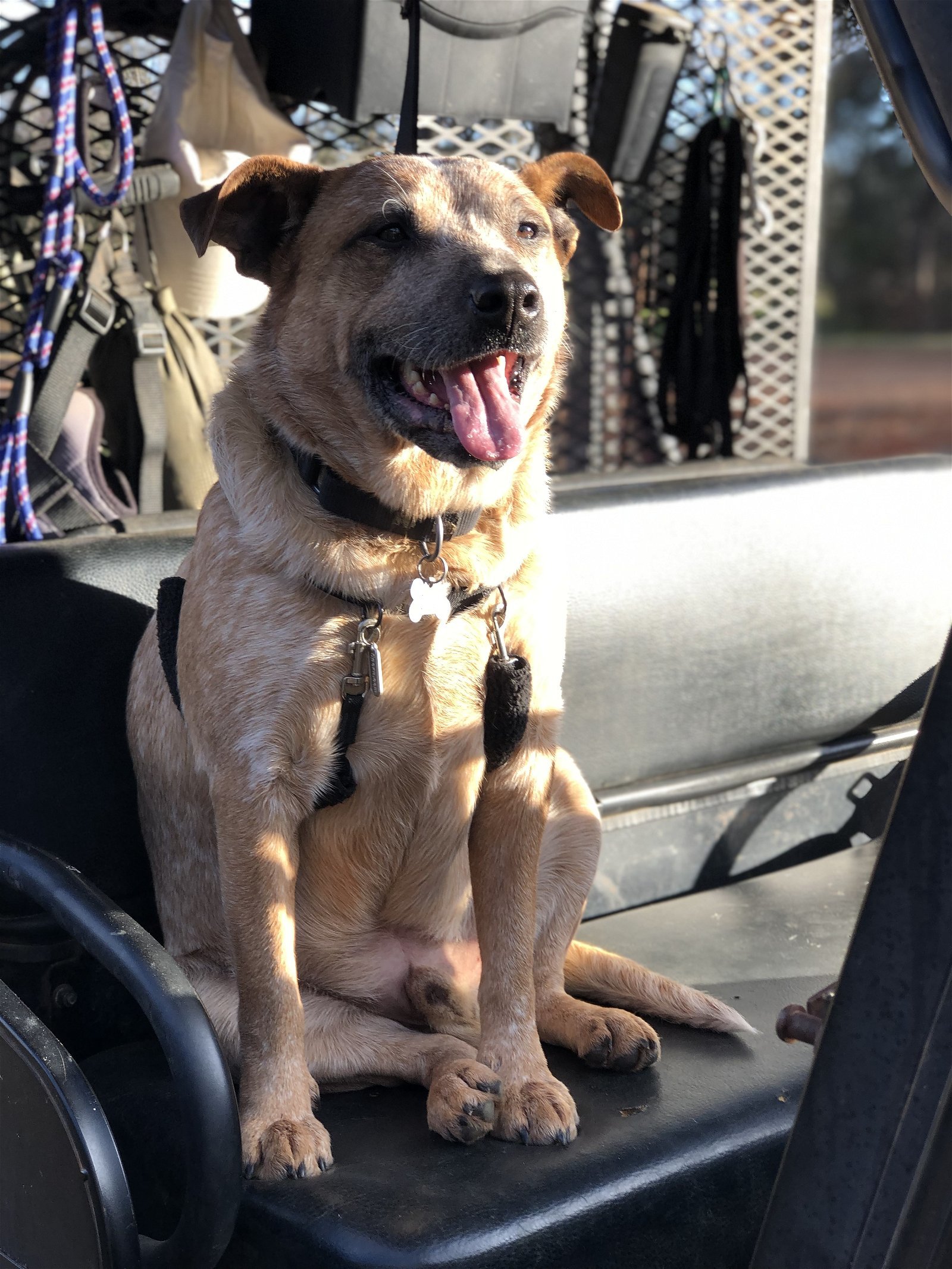 Brag, an adoptable Australian Cattle Dog / Blue Heeler in Longview, TX, 75605 | Photo Image 1