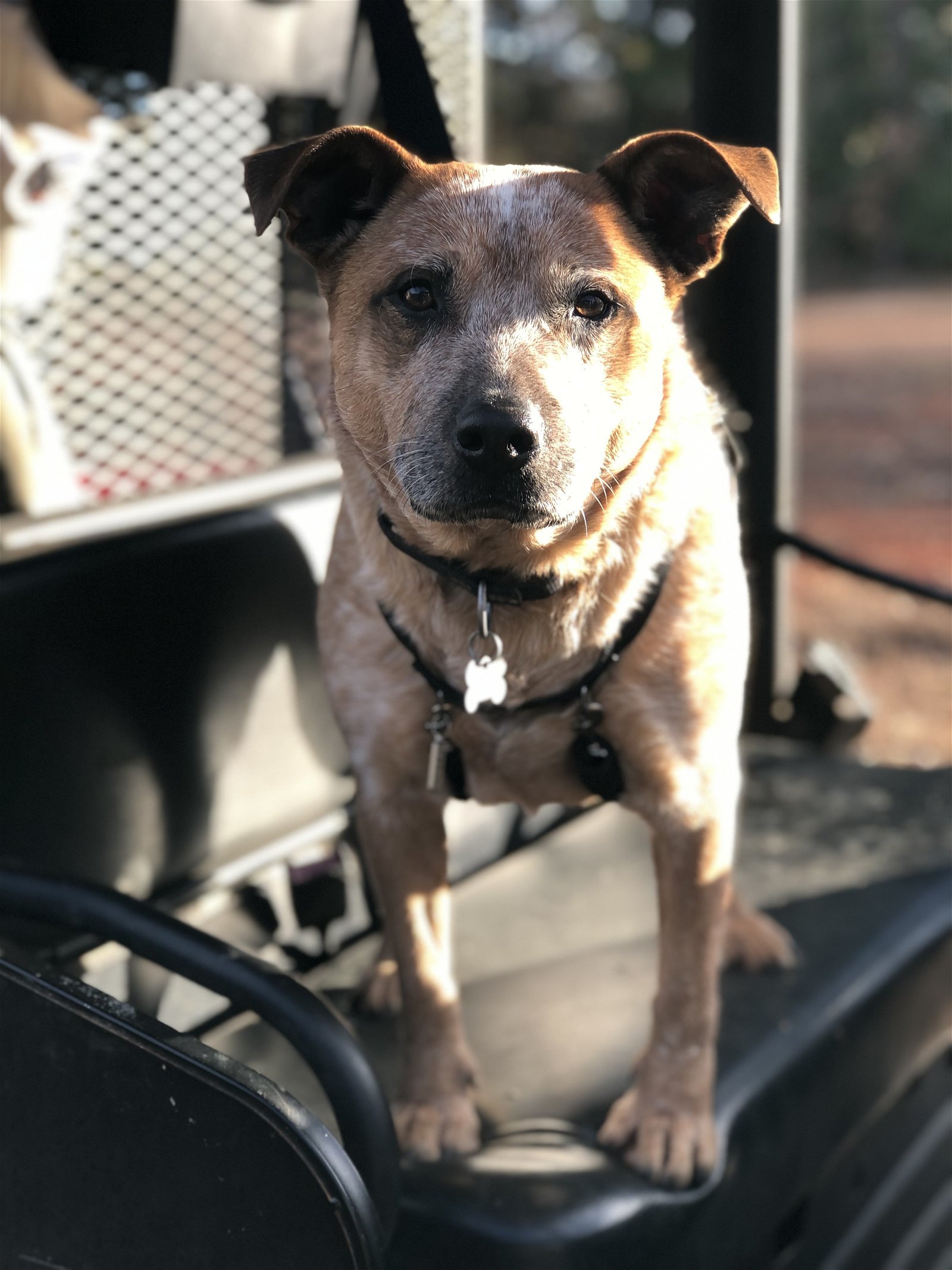 Brag, an adoptable Australian Cattle Dog / Blue Heeler in Longview, TX, 75605 | Photo Image 2