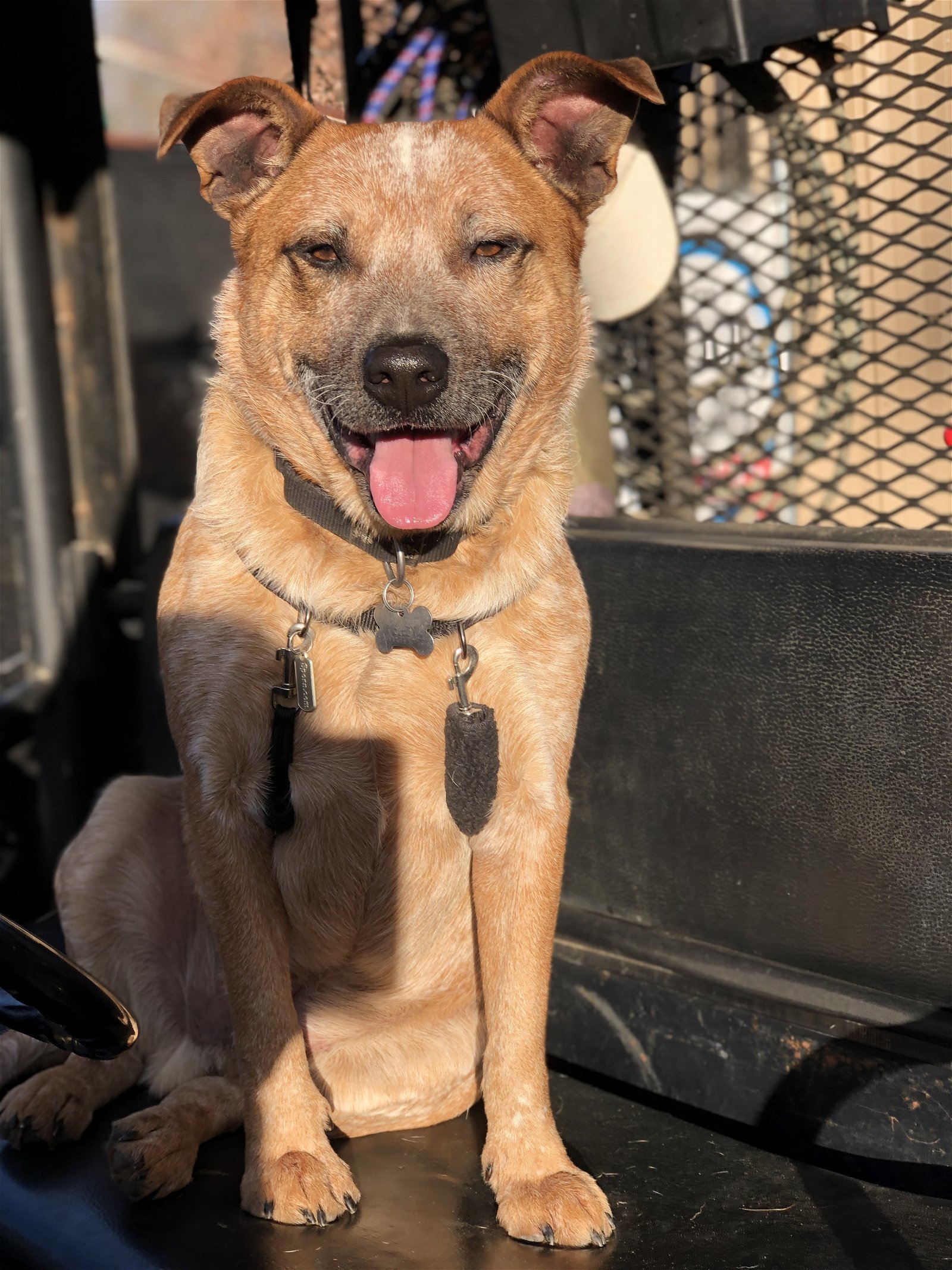 Brag, an adoptable Australian Cattle Dog / Blue Heeler in Longview, TX, 75605 | Photo Image 3