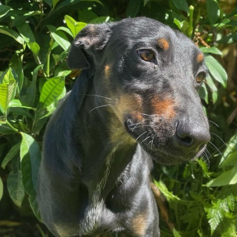 Omi, an adoptable Doberman Pinscher, Mixed Breed in Keaau, HI, 96749 | Photo Image 5