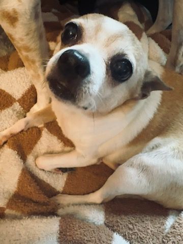 Lola, an adoptable Chihuahua Mix in Wantagh, NY_image-1