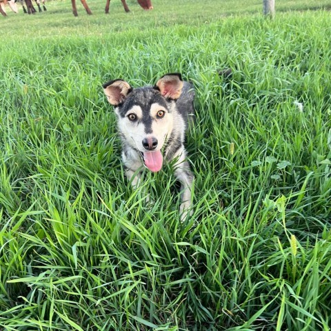 Halo, an adoptable Shepherd, Husky in Colman, SD, 57017 | Photo Image 1