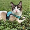 Zac (Special Needs) - $20.23 Home for the Holidays Special Fee!