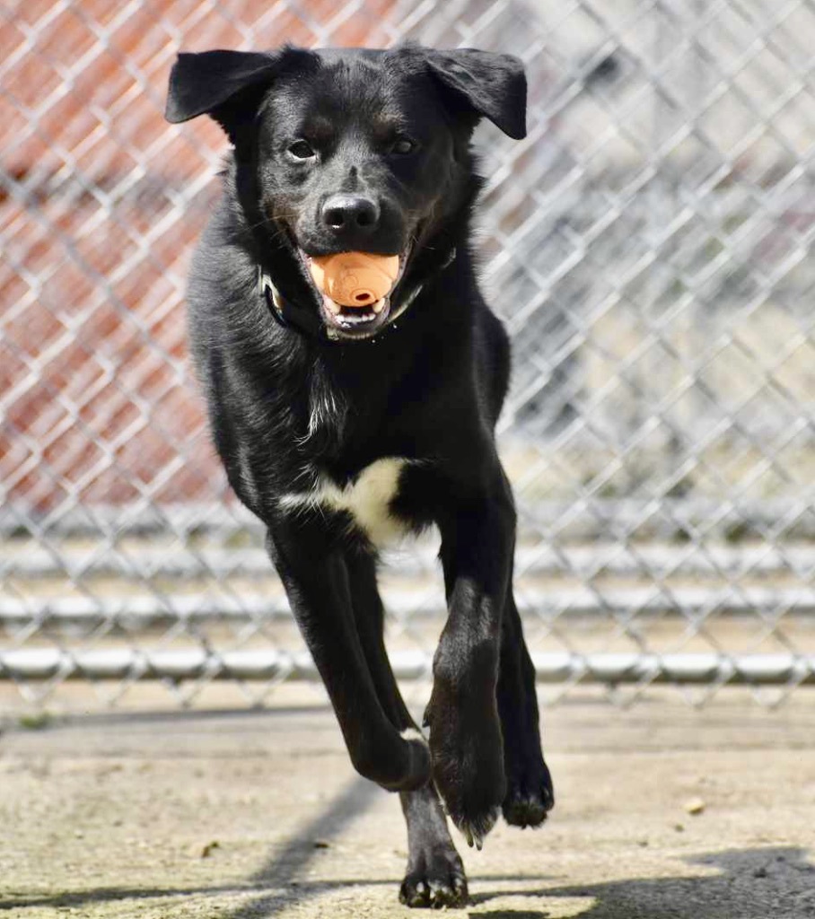 Jamie, an adoptable Black Labrador Retriever in Edmonton, AB, T5B 2B7 | Photo Image 3