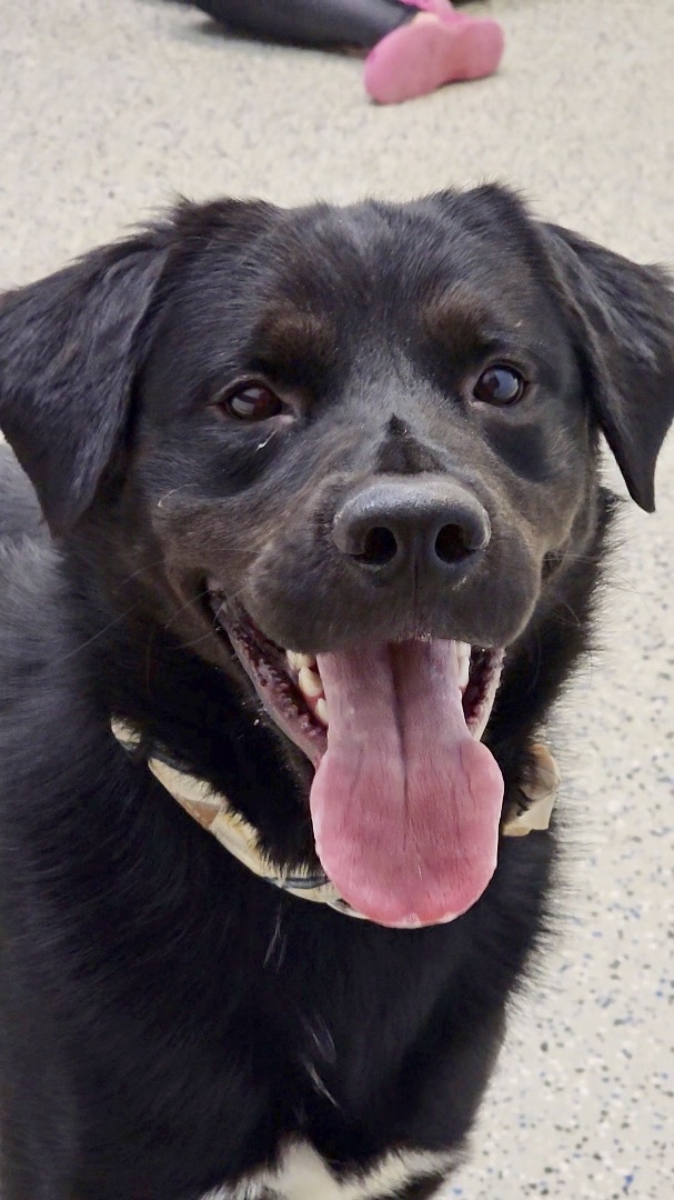 Jamie, an adoptable Black Labrador Retriever in Edmonton, AB, T5B 2B7 | Photo Image 5