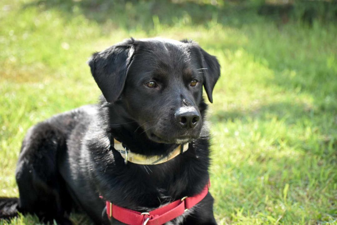 Jamie, an adoptable Black Labrador Retriever in Edmonton, AB, T5B 2B7 | Photo Image 6