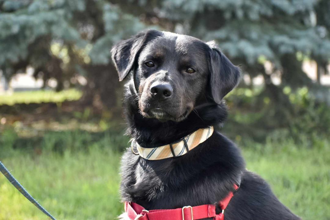 Jamie, an adoptable Black Labrador Retriever in Edmonton, AB, T5B 2B7 | Photo Image 1