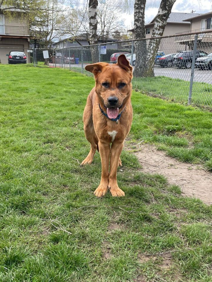 German shepherd store lab terrier mix