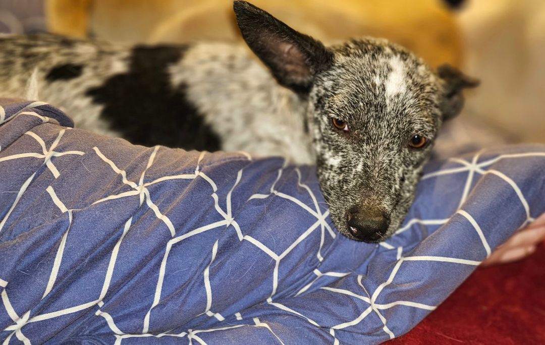 Bajela, an adoptable Australian Cattle Dog / Blue Heeler in Kermit, TX, 79745 | Photo Image 1