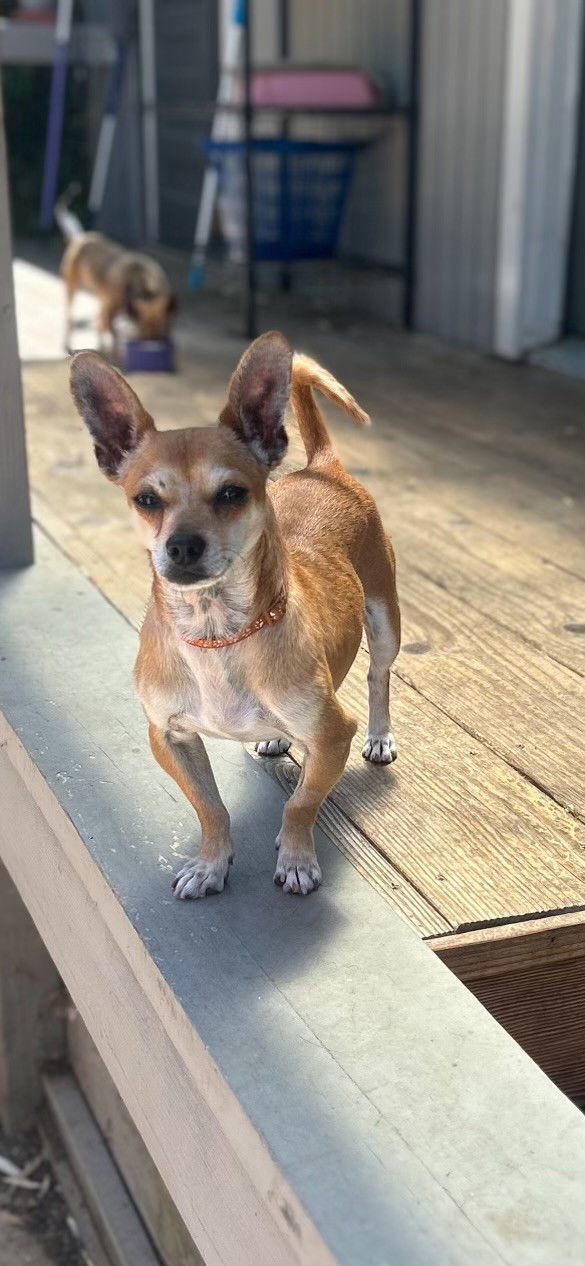 OSCAR, an adoptable Chihuahua in napa, CA, 94559 | Photo Image 1