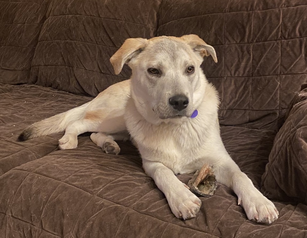 Armoni, an adoptable Labrador Retriever in Lafayette, CO, 80026 | Photo Image 1