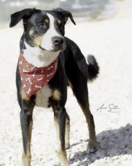 Charlie, an adoptable Mixed Breed in Hot Springs, SD, 57747 | Photo Image 1