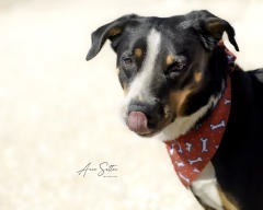 Charlie, an adoptable Mixed Breed in Hot Springs, SD, 57747 | Photo Image 2